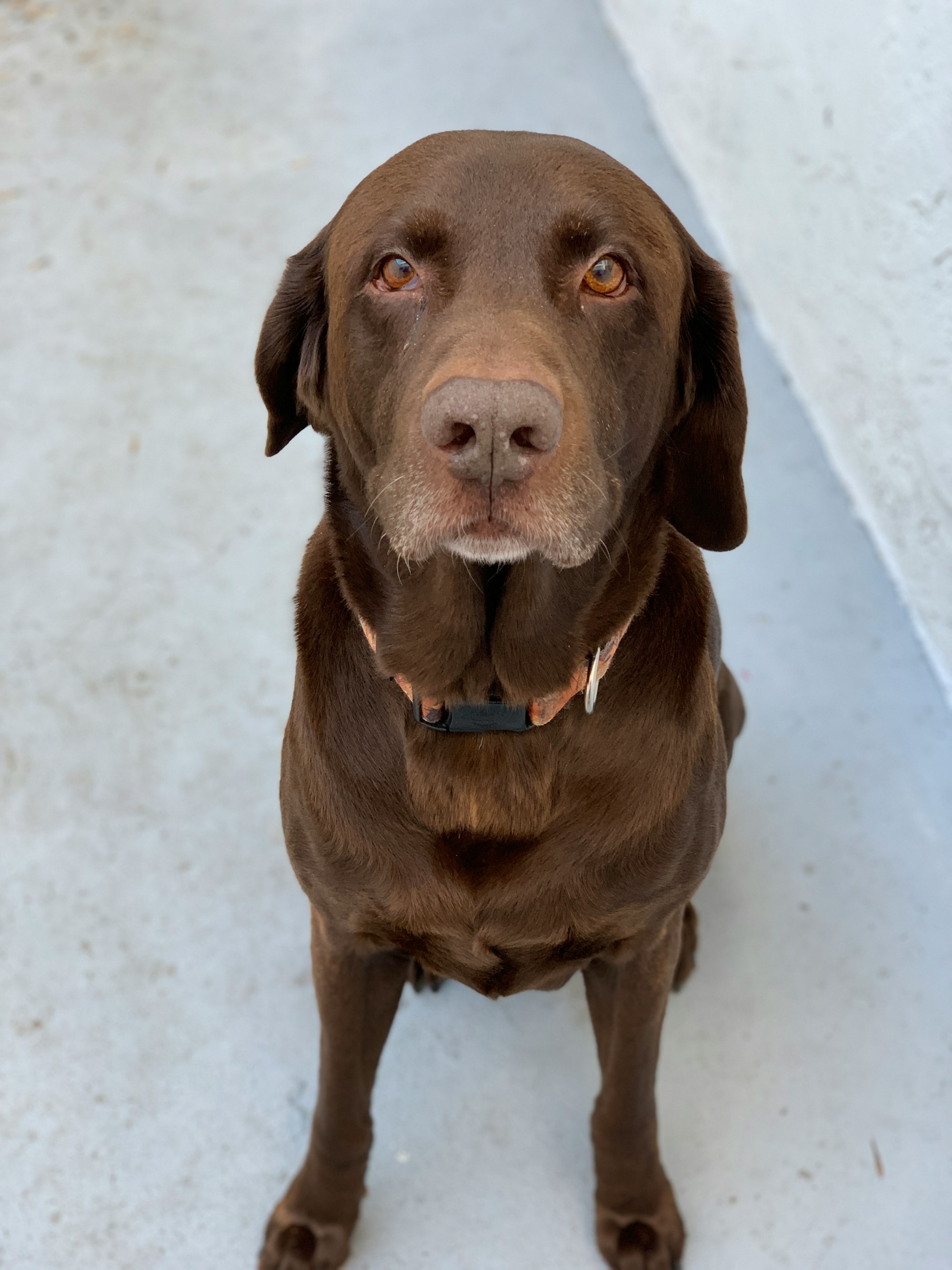 Brown lab