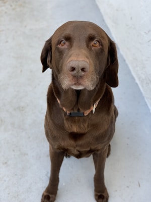 A chocolate Labrador Retriever sits attentively on a light-colored surface, displaying a calm and gentle expression. Its coat is shiny and well-groomed, and its eyes appear warm and friendly.