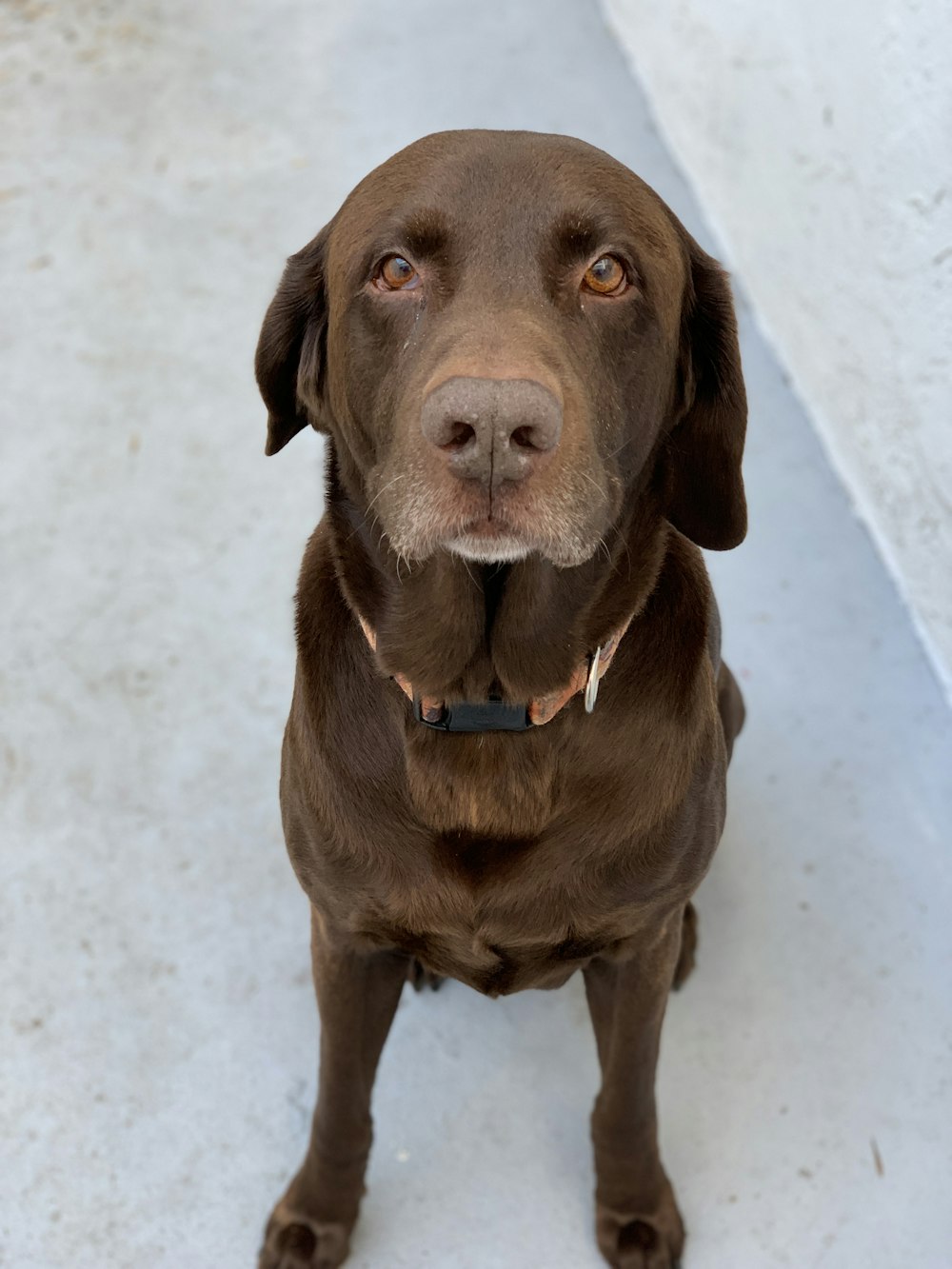 chocolate Labrador retriever sitting on floor