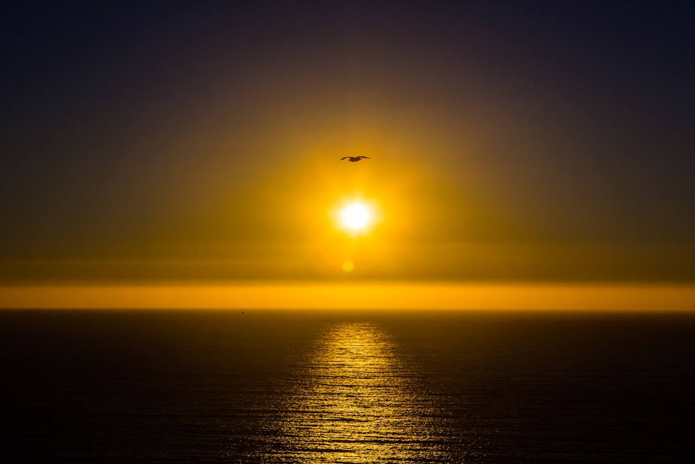flying bird above calm sea during golden hour