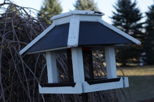 Close-up of a handcrafted wooden bird feeder hanging from a tree branch in a lush garden.