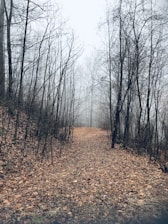 path way in the middle of black bare treees