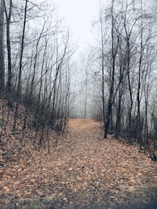 path way in the middle of black bare treees