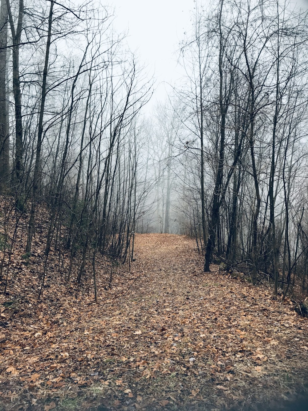 path way in the middle of black bare treees