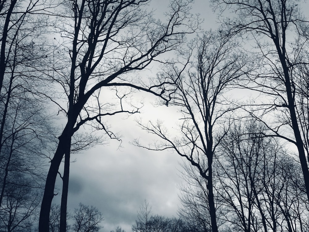 low-angle photography of withered trees