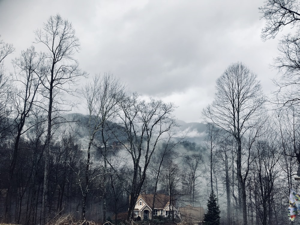 black bare tree covered by fog