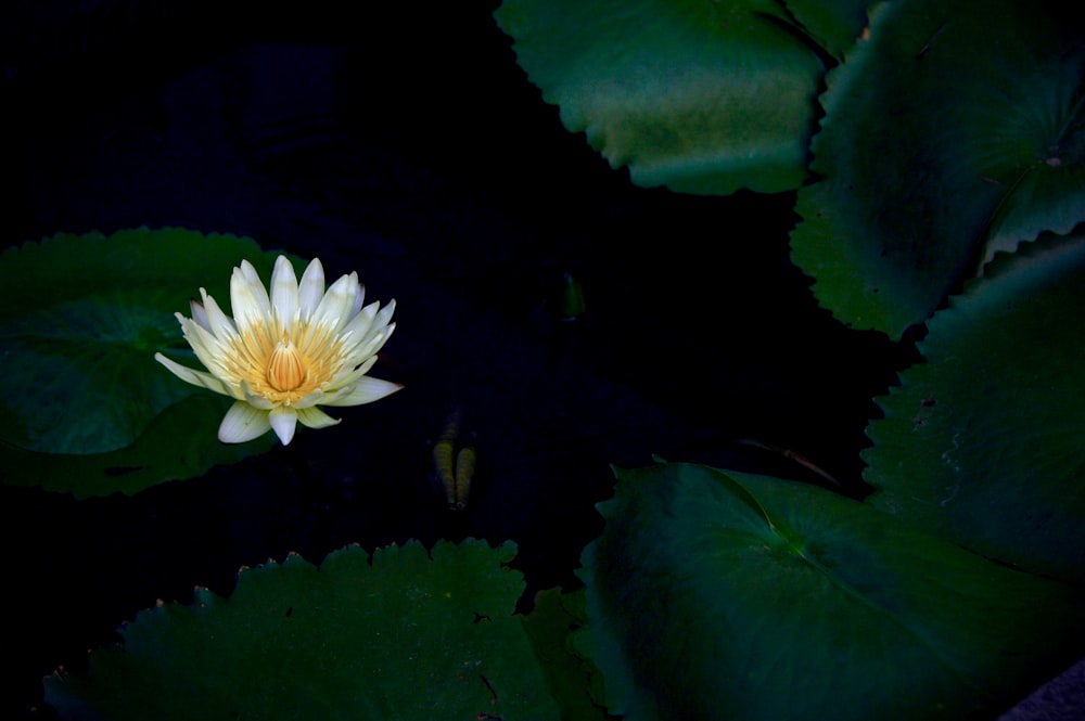 white lotus flower