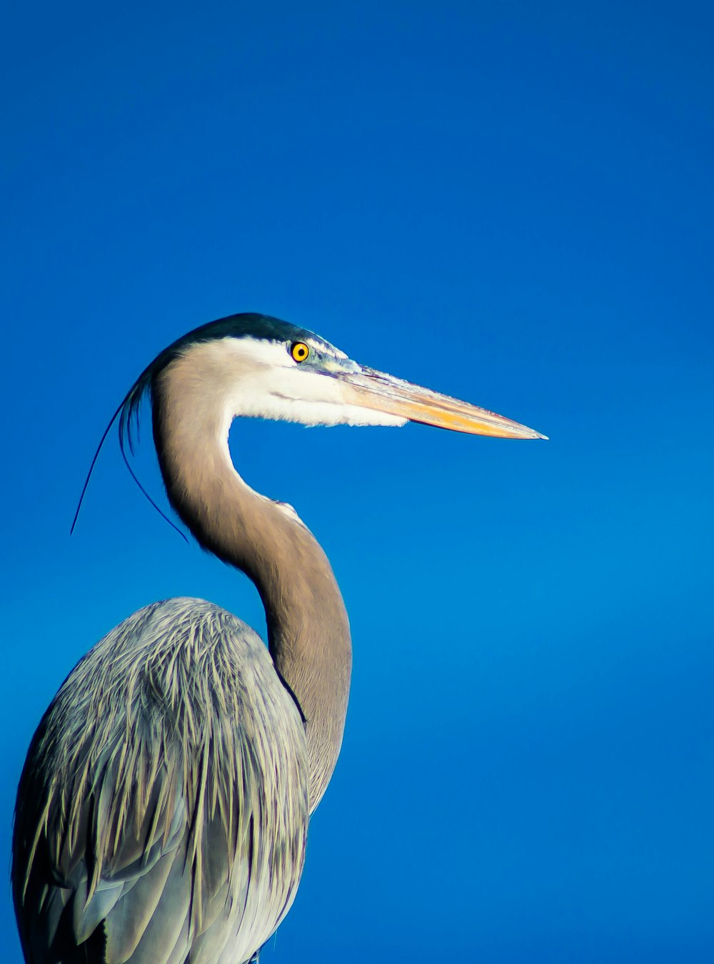 gray and white long-beak bird