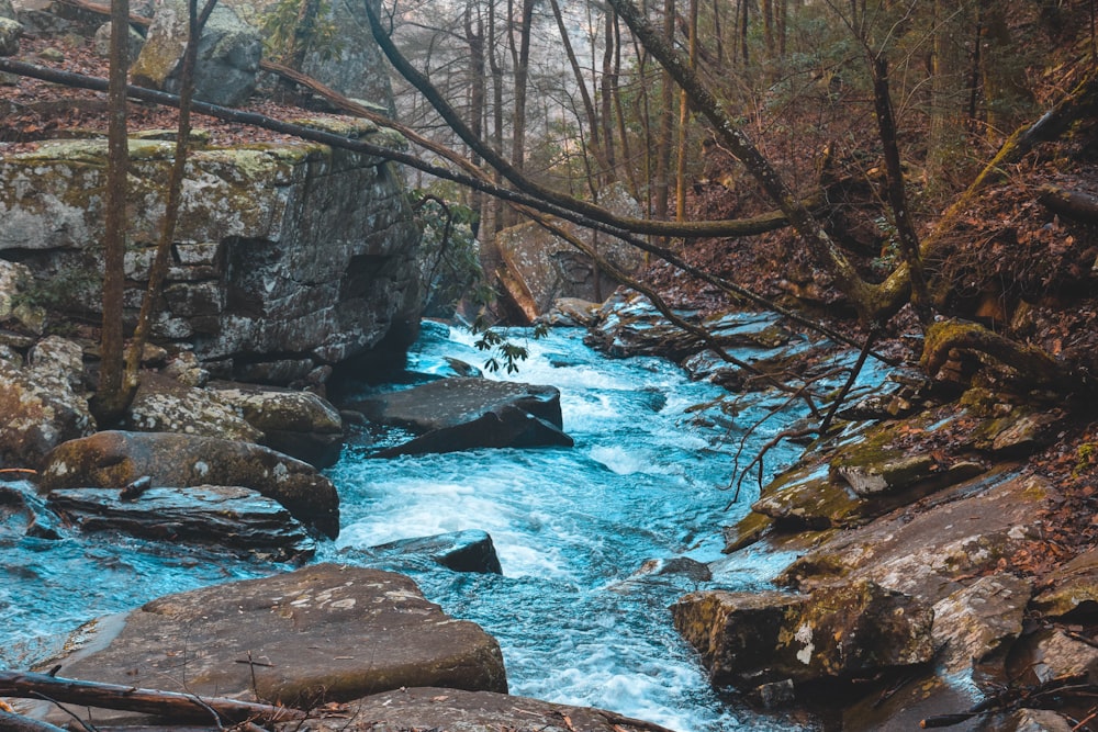 自然写真で木のそばに岩がある川