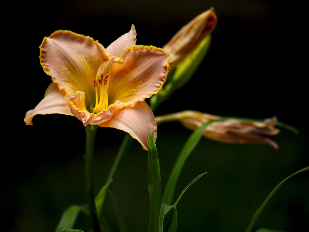 orange tiger lily flower