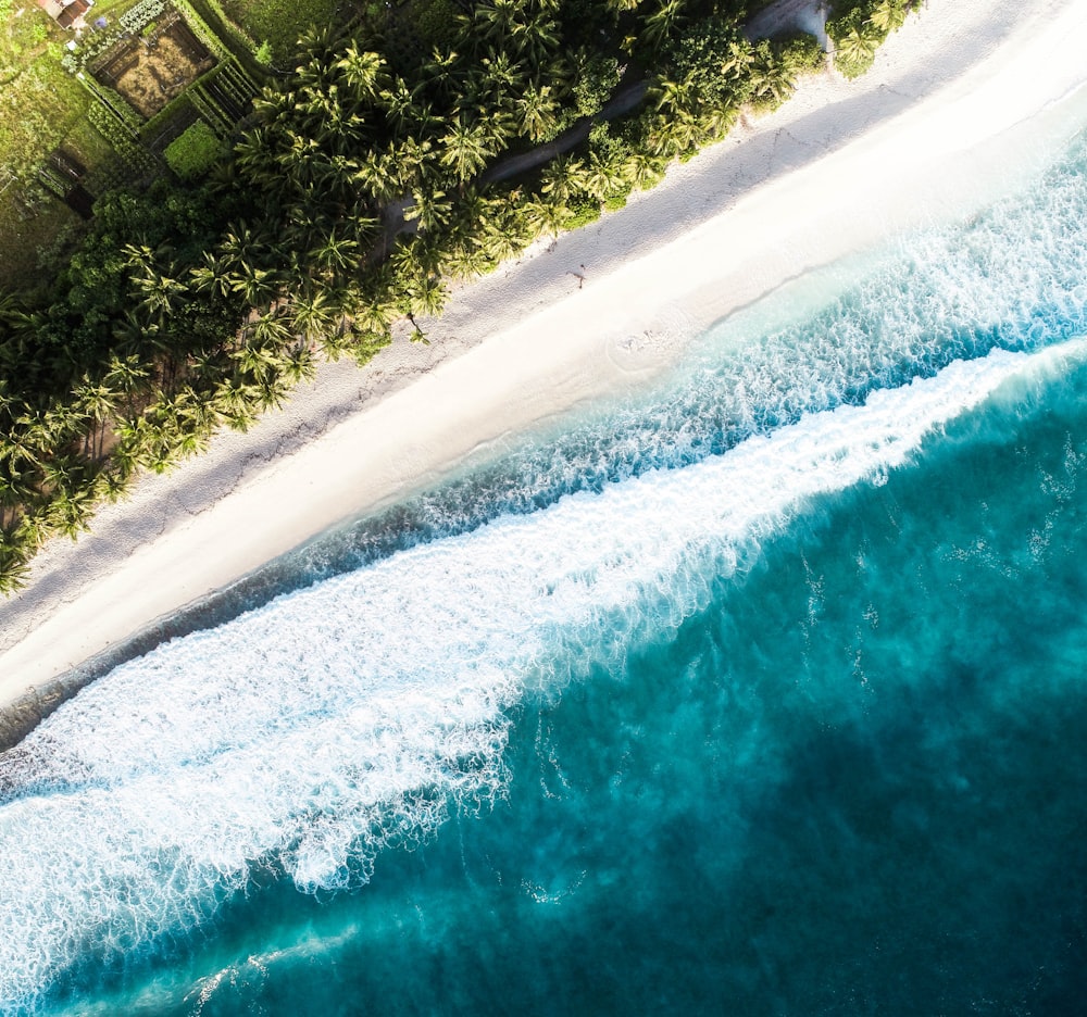 aerial photography of shore and trees