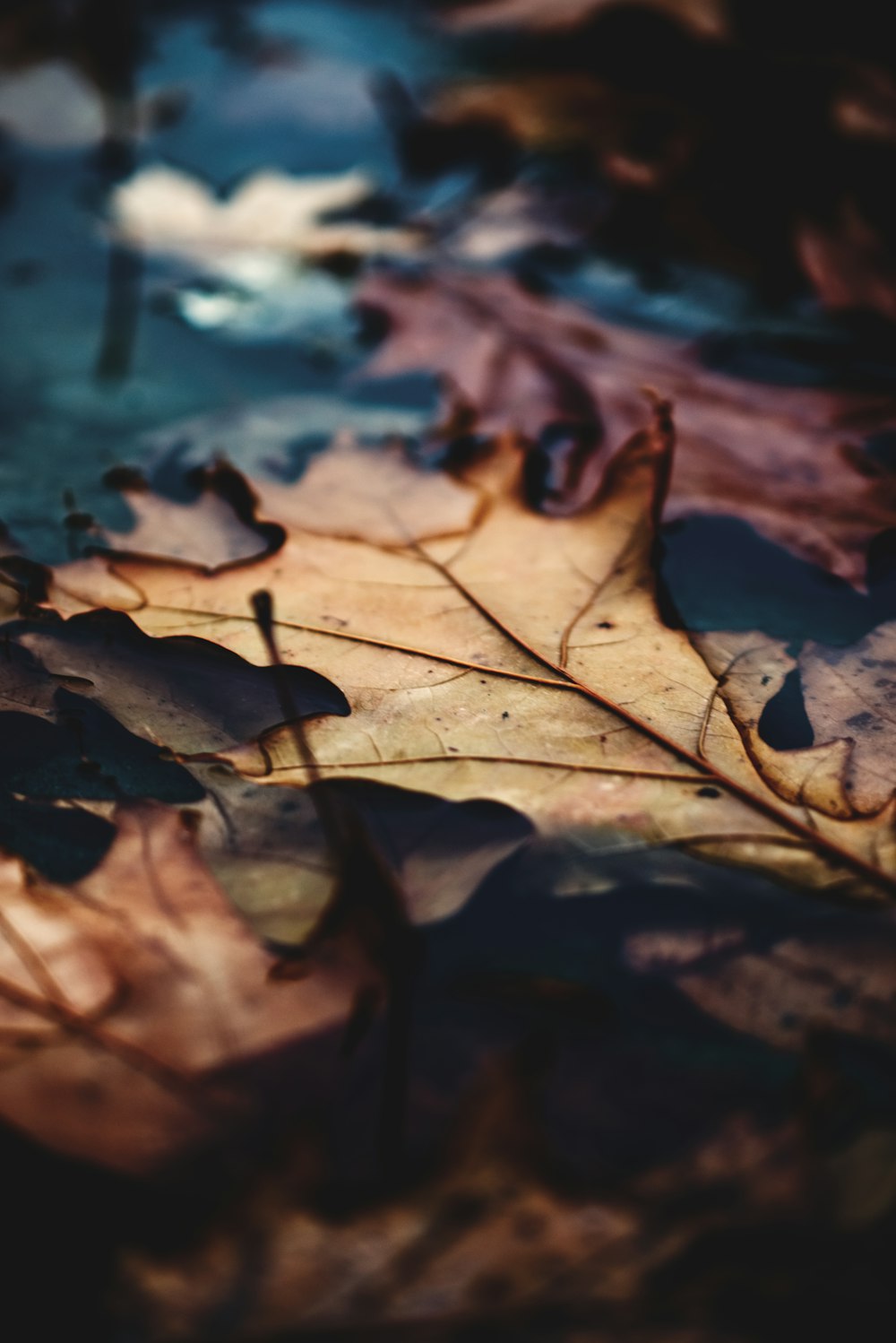 selective focus photography of brown maple leaves