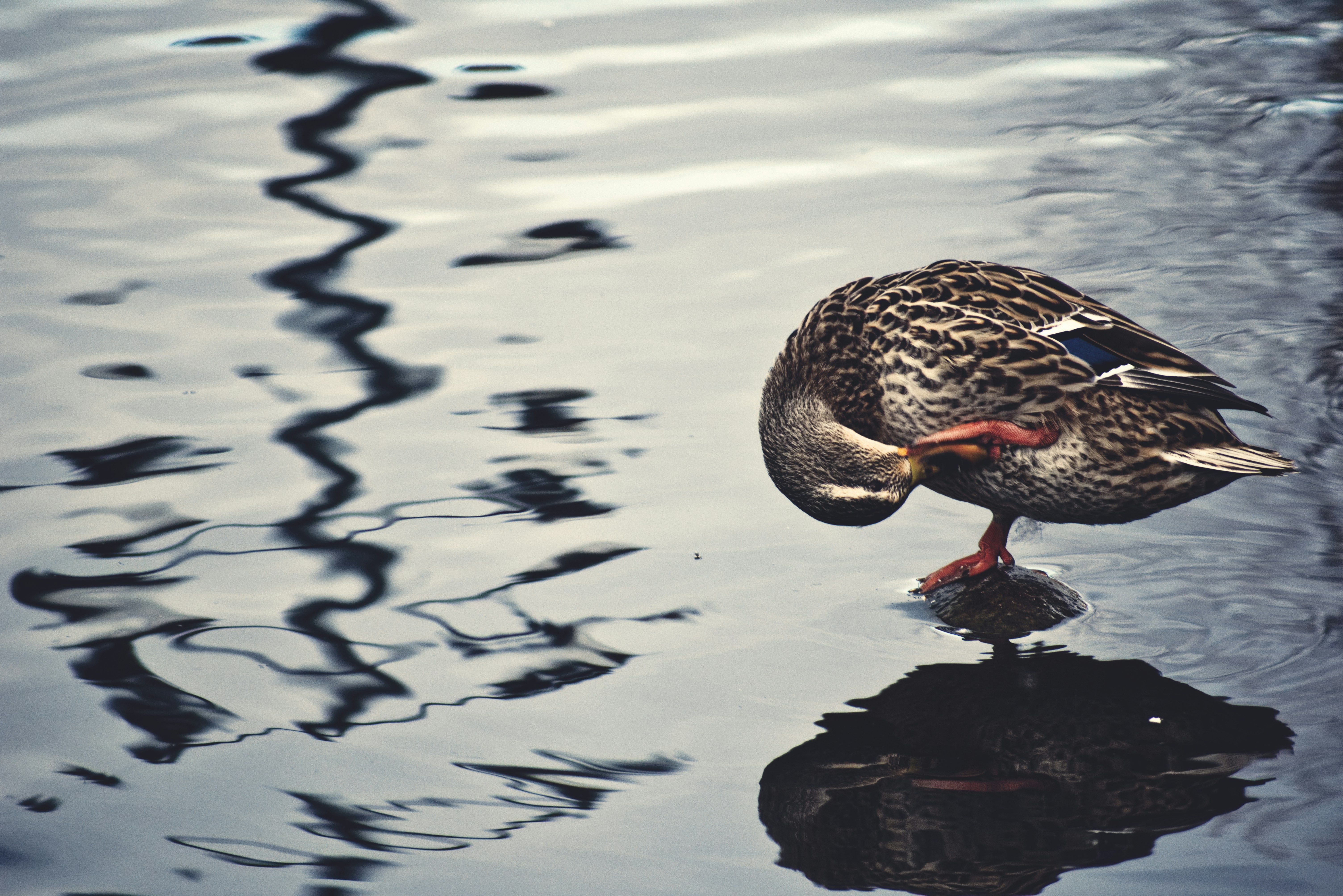 Photo by ldpeterson11