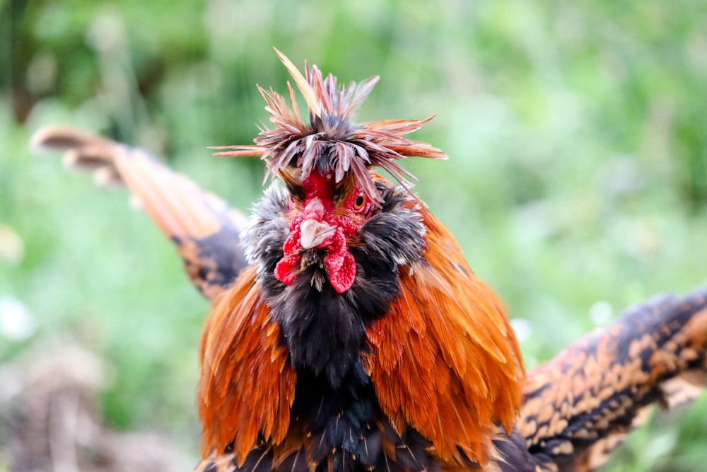 red and black rooster in close-up photo