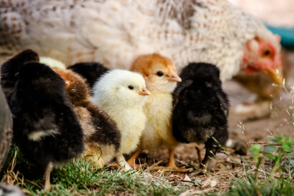 selective focus photography of chicken chicks