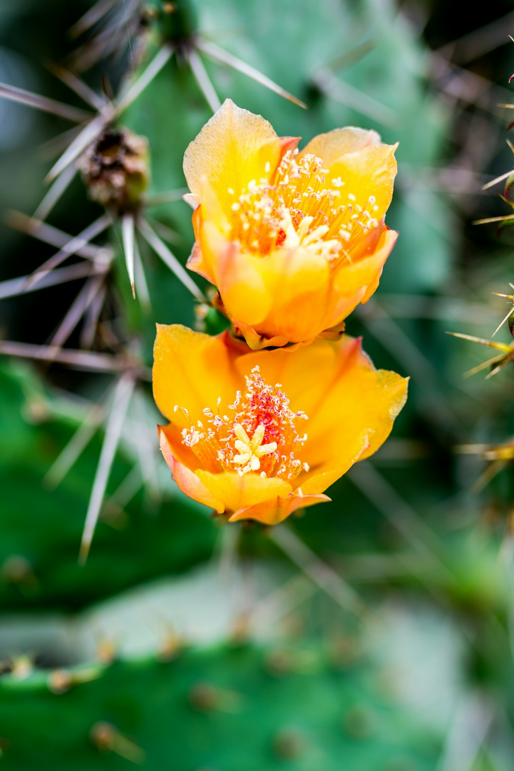 yellow flower in tilt shift lens