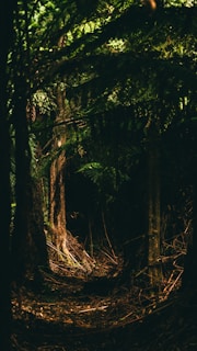 sunlight through tree