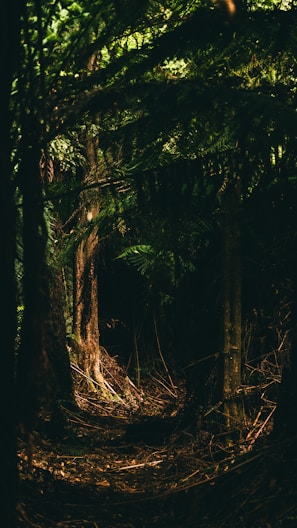 sunlight through tree