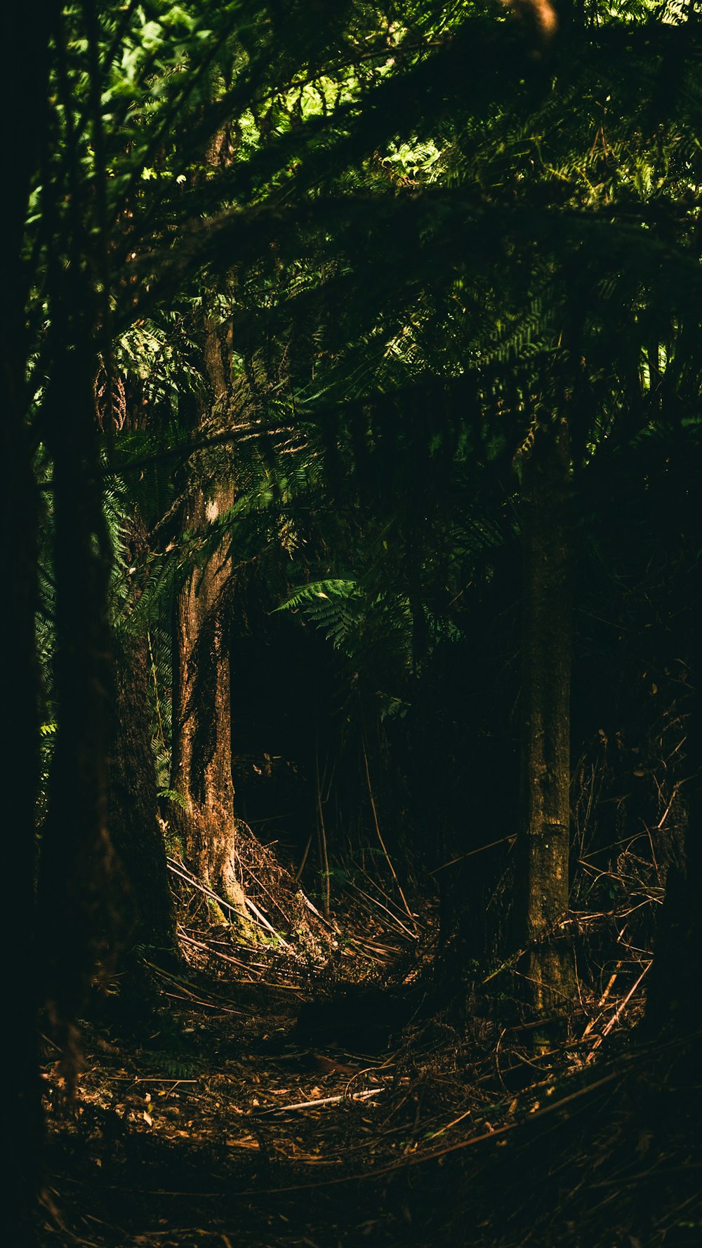 sunlight through tree