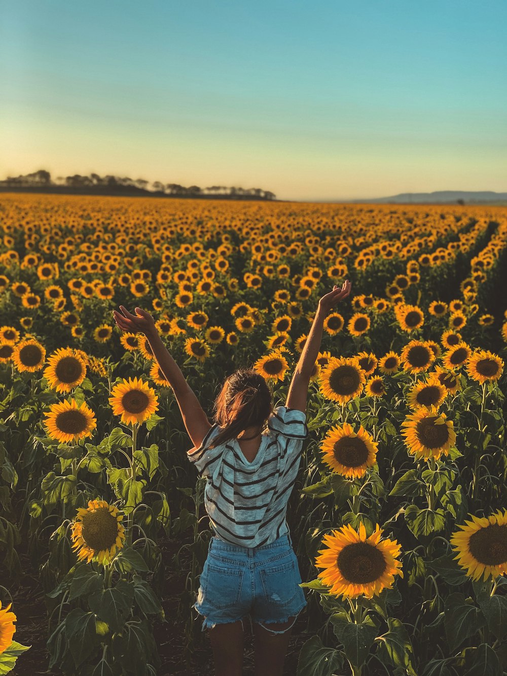 woman facing sunflower filed