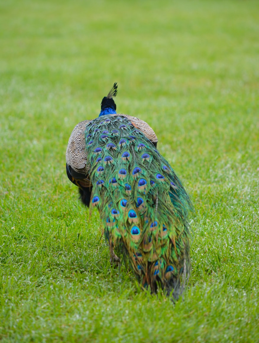 peacock back
