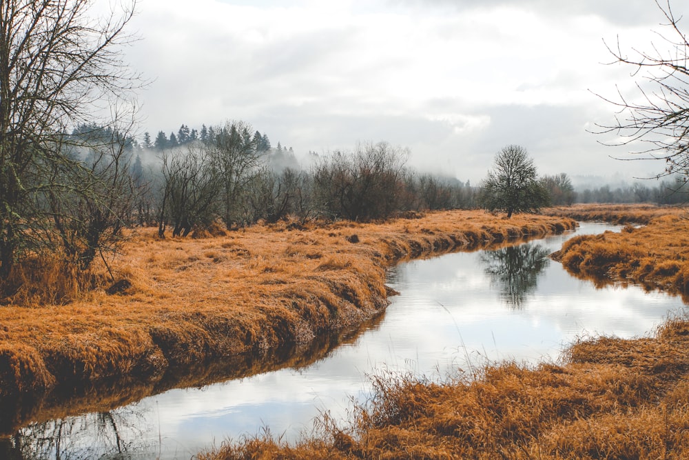 river beside trees