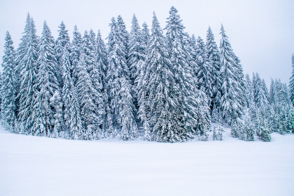 pine trees covered with snow