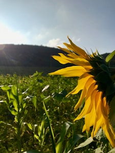 Sunflower Oil