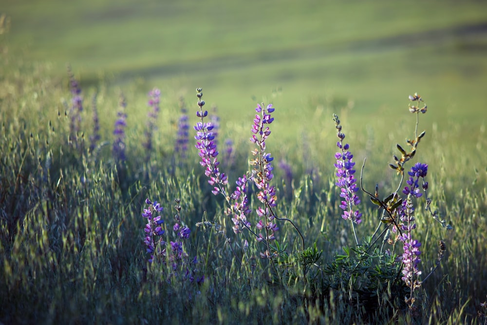 selective focus photography of lavender flowers