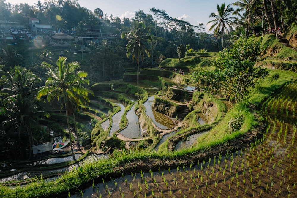 Banaue Rice Te races