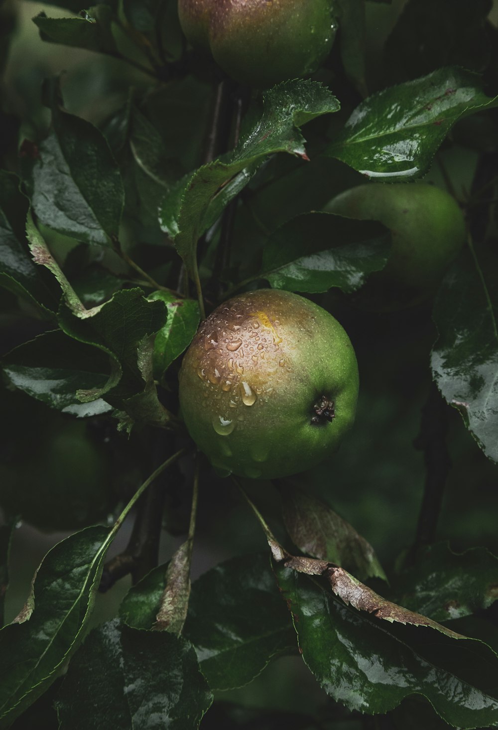 frutas verdes redondas