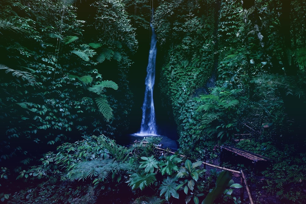 raging waterfalls surrounded by plants