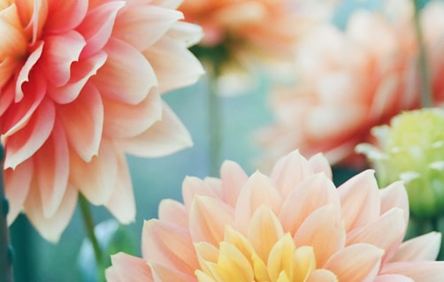 pink dahlia flowers in focus photography