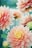 pink dahlia flowers in focus photography