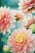pink dahlia flowers in focus photography