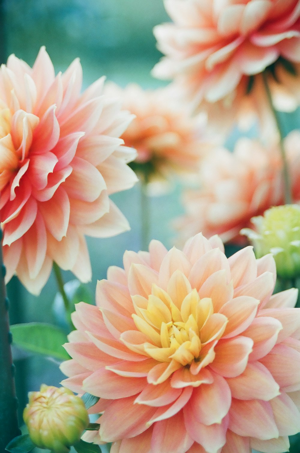 Flores de dalia rosa en fotografía enfocada