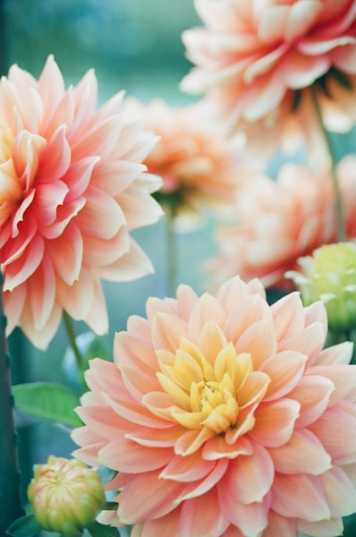 Dahlia