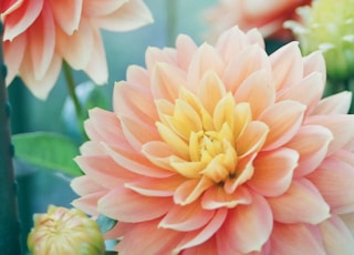 pink dahlia flowers in focus photography