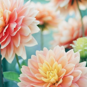 pink dahlia flowers in focus photography