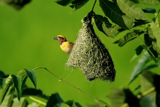 A yellow and brown bird perches beside a hanging, intricately woven nest made of natural fibers, suspended from a leafy branch. The lush green background contrasts with the bird's vivid colors, adding depth to the scene.