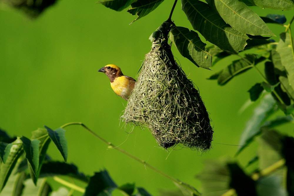 Pájaro tejedor amarillo en nido