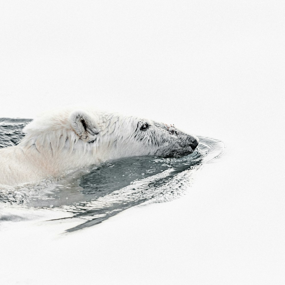 물에서 수영하는 북극곰