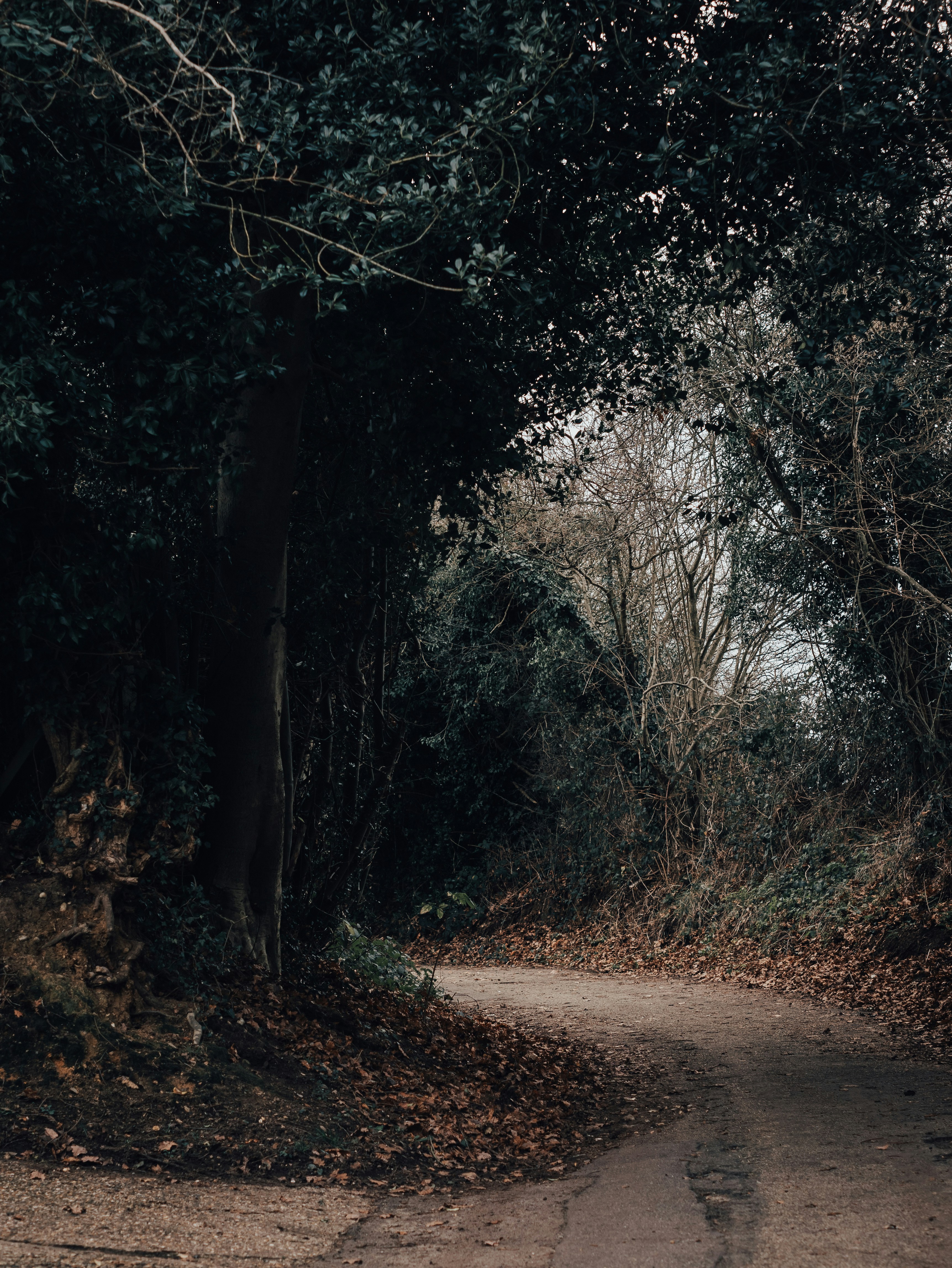 green trees near road