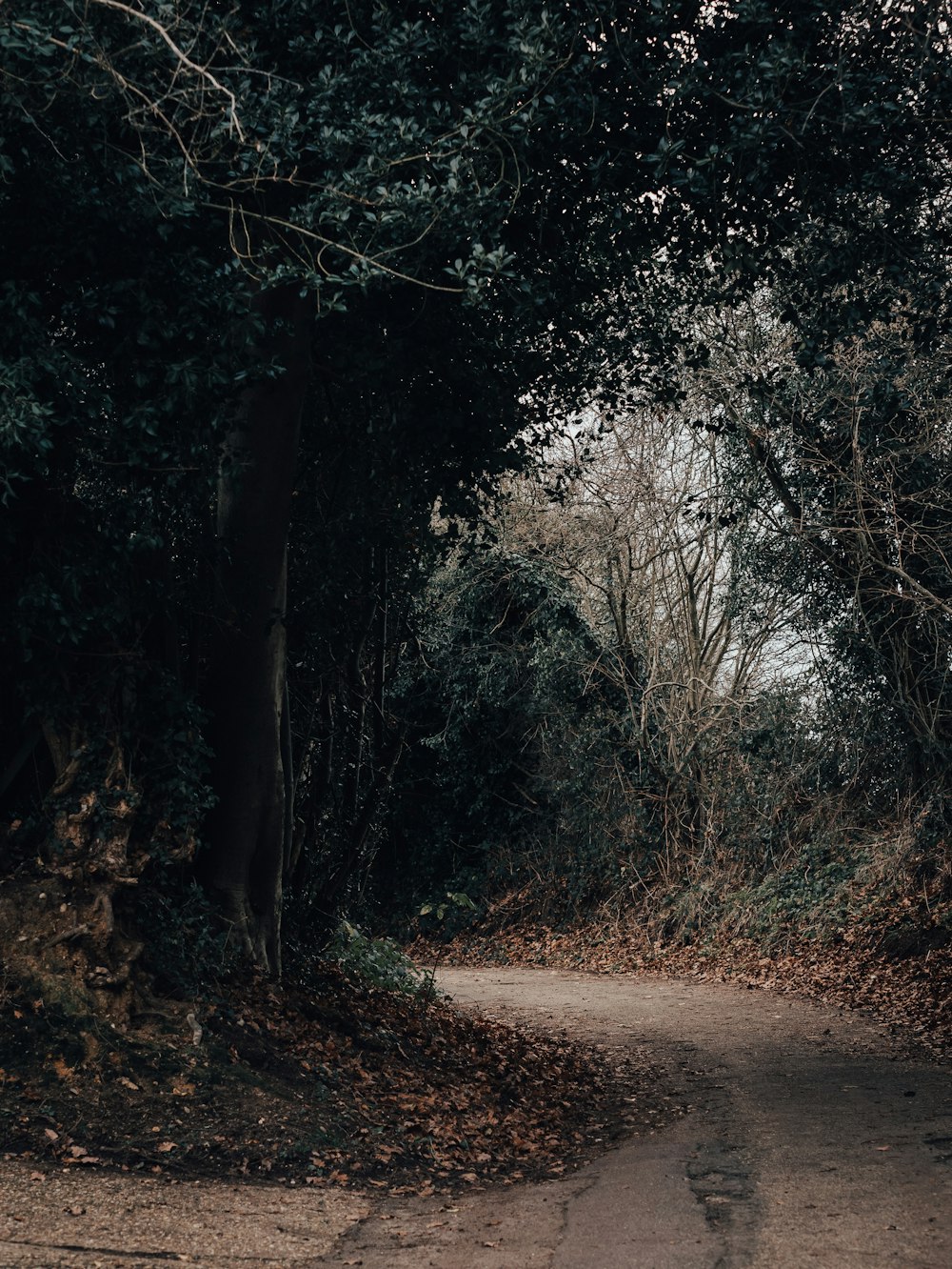 green trees near road