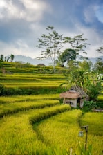 white and brown hut near rice field and trees during daytime