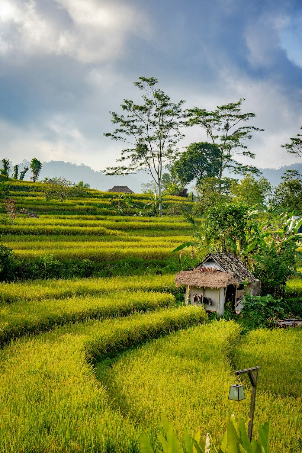 white and brown hut near rice field and trees during daytime