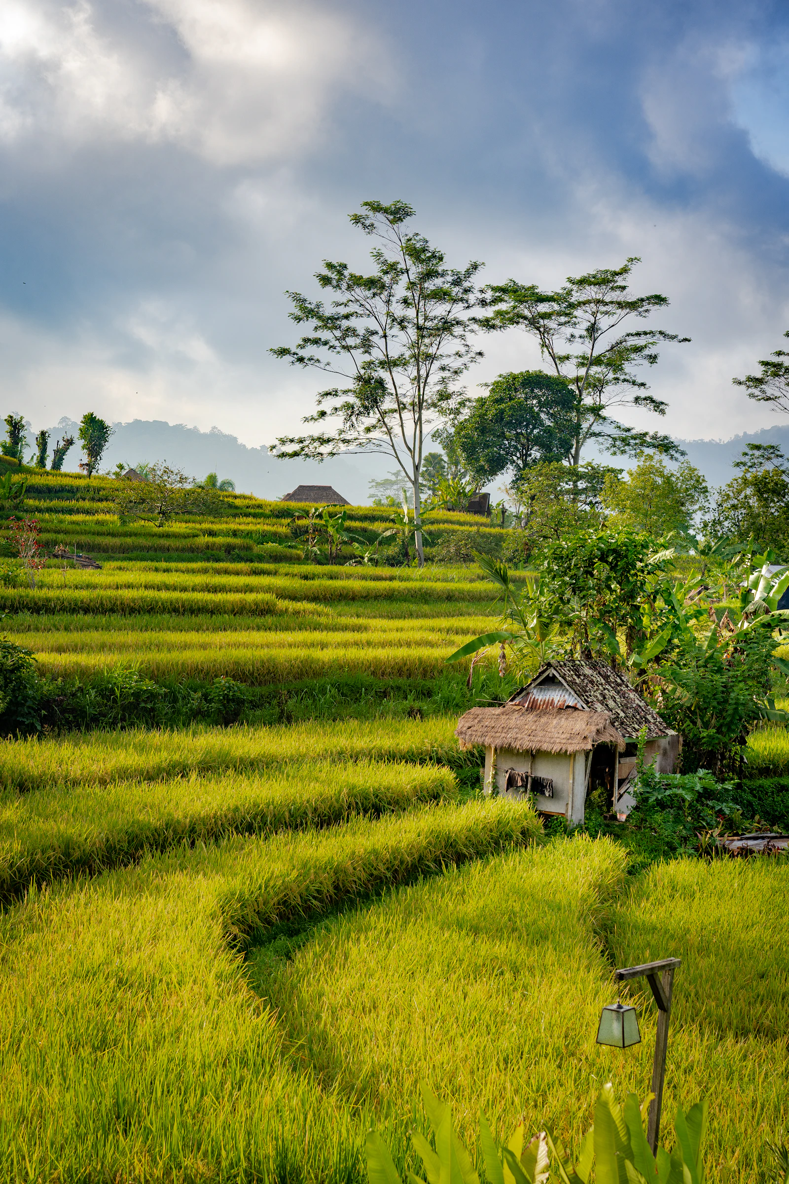 Chòi tranh bên ruộng lúa