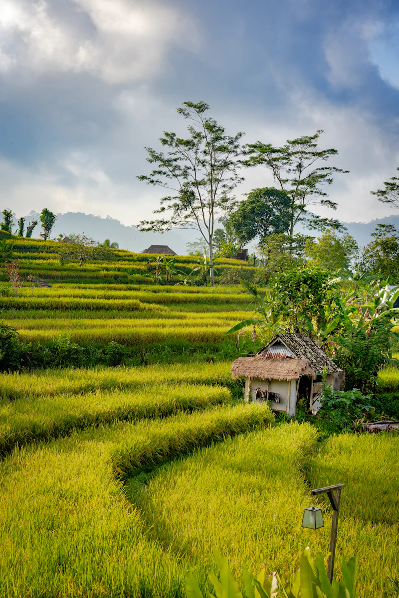Chòi tranh bên ruộng lúa