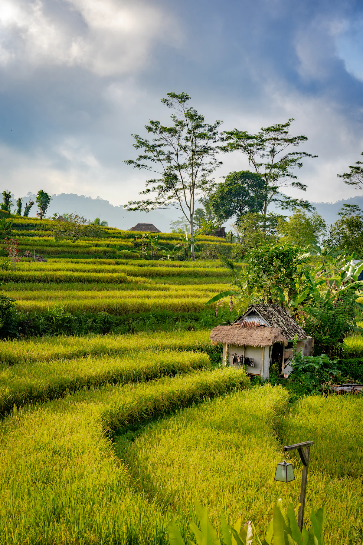 Pondok putih dan cokelat di dekat sawah dan pepohonan