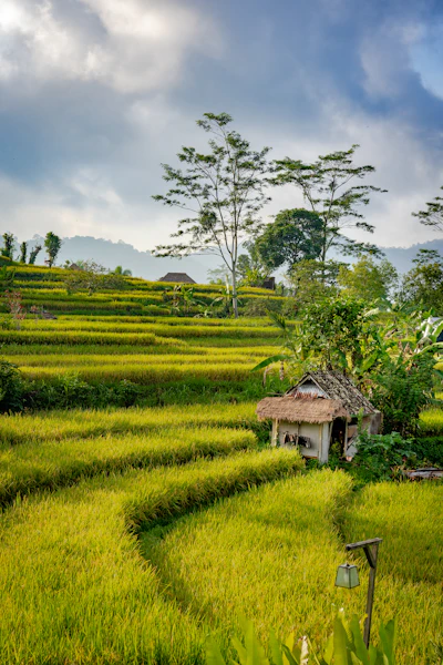 A café hut beside rice fields in Canggu